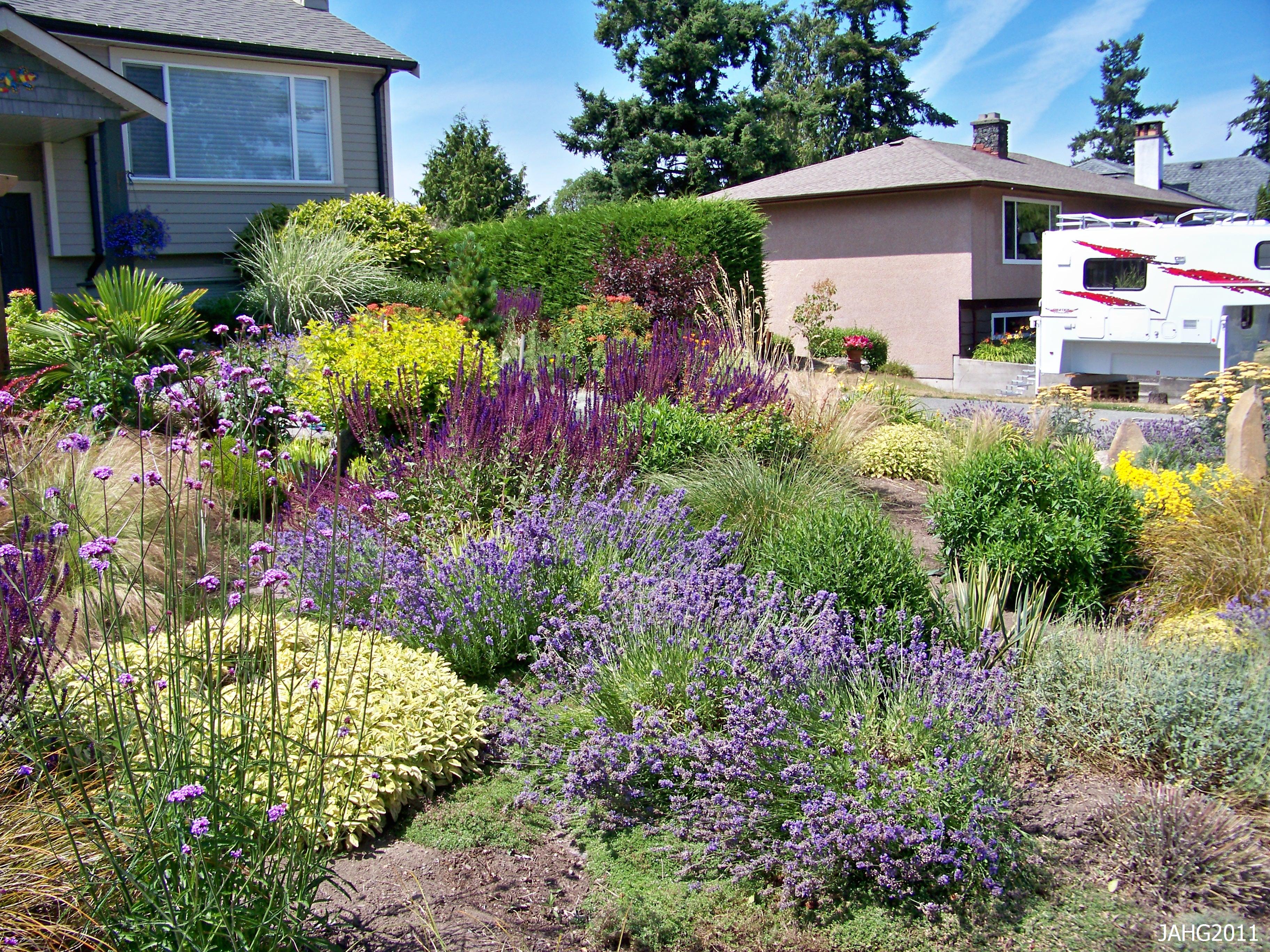Featured image of post Southern California Drought Tolerant Landscape Design : Top drought tolerant plants for california.