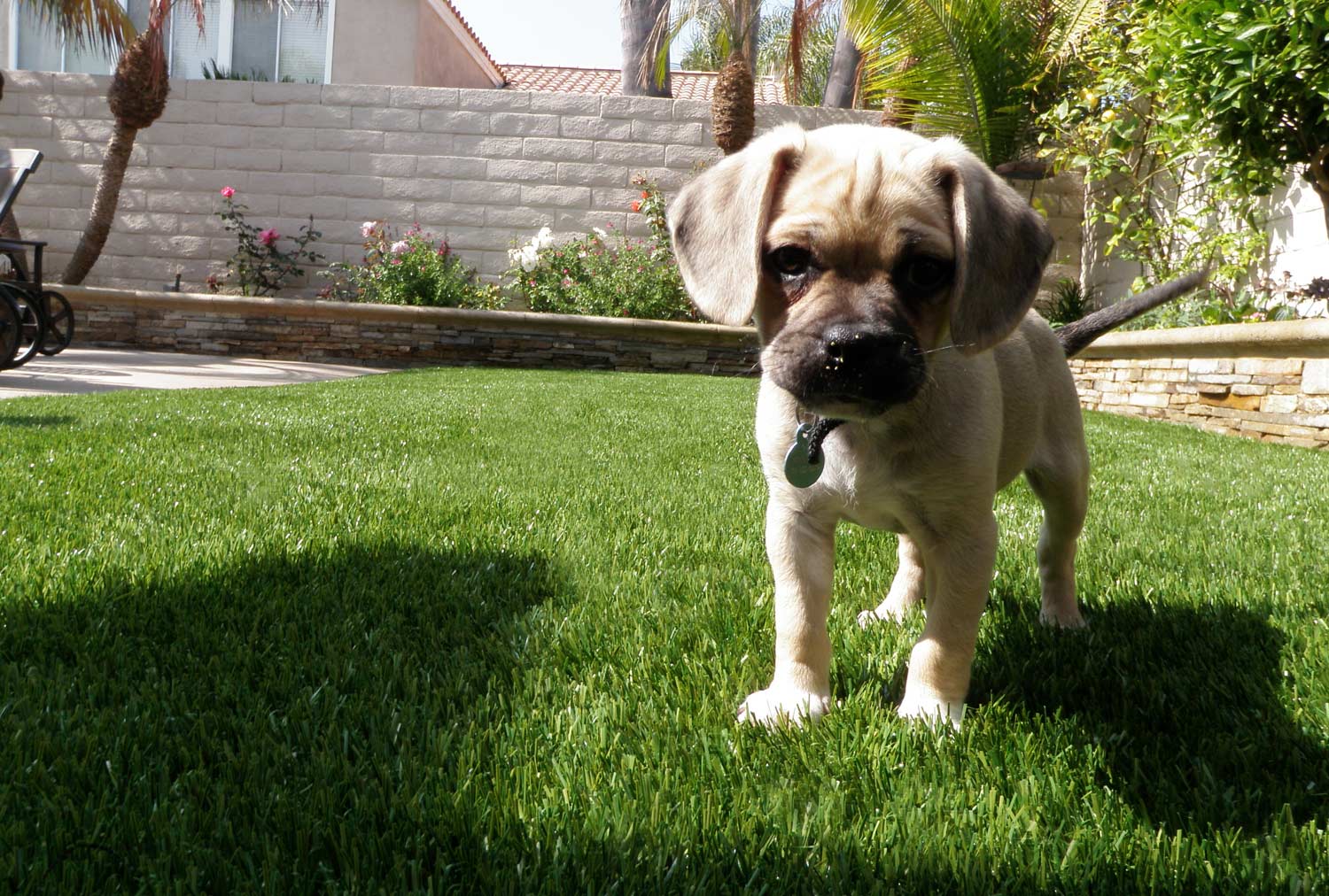 The Benefits Of Installing Artificial Grass For Dogs - Buy, Install and Maintain Artificial Grass